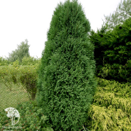 Туя западная Вагнери