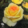 Роза чайно-гибридная Голден Тауэр фото 4 