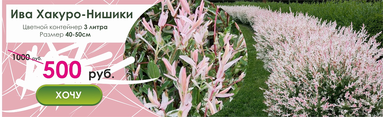 Хакура нишики