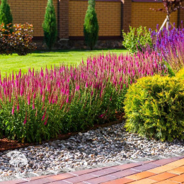 Вероника колосковая Беби Ред