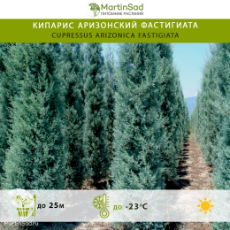 Кипарис аризонский Фастигиата
