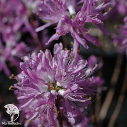 Рододендрон канадский Виолетта