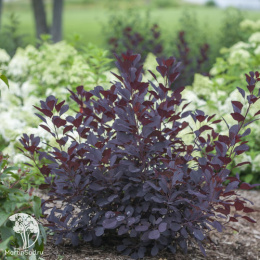 Скумпия кожевенная Винкрафт Блэк