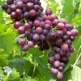 Виноград Мускат Новошахтинский