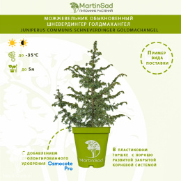Можжевельник обыкновенный Шневердингер Голдмахангел