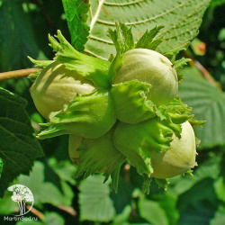 Лещина (лесной орех)