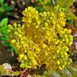 Магония Вагнера Фаерфлэйм