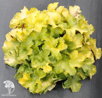 Фото Гейхера Лемон Суприм