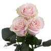 Роза чайно-гибридная Пинк Мондиаль Роуз на штамбе фото 2 