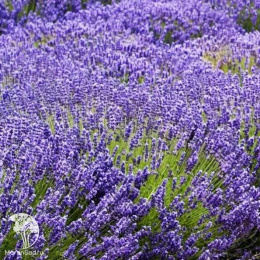 Лаванда гибридная Феноменал