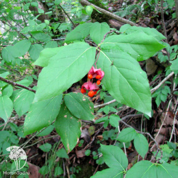 Бересклет широколистный на штамбе