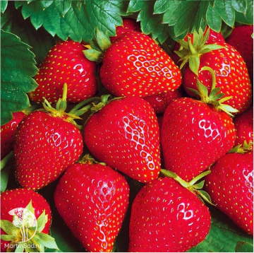 Фото Клубника Моллинг Центенери