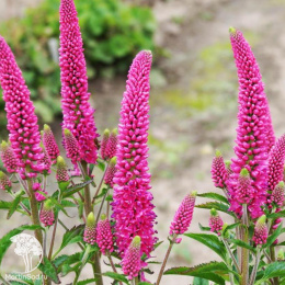 Вероника длиннолистная Фёрст Лав