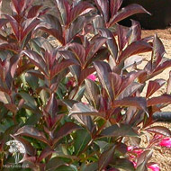 Вейгела Наоми Кэмпбелл