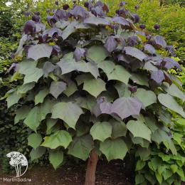 Катальпа яйцевидная Слендер Силхот