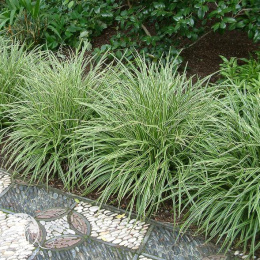 Осока Моррова Ауреовариегата