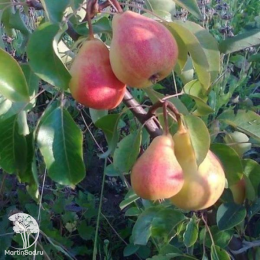 Груша Чижовская + опылитель Груша Северянка краснощекая