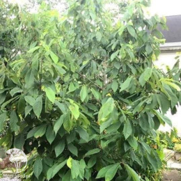 Азимина трехлопастная Санфлауэр