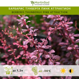 Барбарис тунберга Пинк Аттрактион