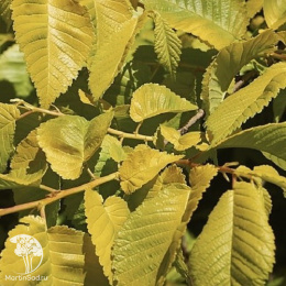 Вяз малый Луи ван Хут