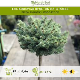 Ель колючая Вудсток на штамбе