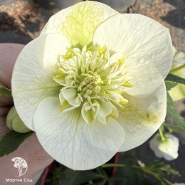 Helleborus Anemone White Морозник Анемона Вайт