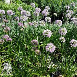 Лук Саммер Бьюти