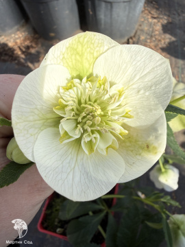 Фото Helleborus Anemone White Морозник Анемона Вайт