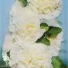 Шток-роза Рогнеда (белая) фото 1 