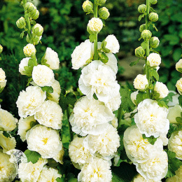 Мальва розовая Чатерс Дабл Вайт