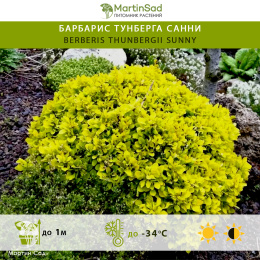 Барбарис тунберга Санни