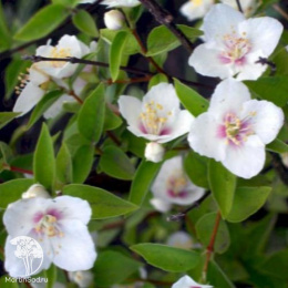 Чубушник гибридный Необычный