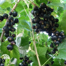 Смородина чёрная Севчанка