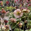 Geum Petticoats Pich Гравилат Петтикоатс Пич фото 3 