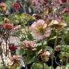 Geum Petticoats Pich Гравилат Петтикоатс Пич фото 3 