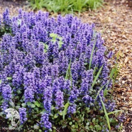 Ajuga reptans Catlins Giant Живучка ползучая Кетлинс Гиант