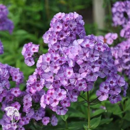 Флокс метельчатый Вий