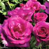 Роза флорибунда Серия Кулинарные розы Дольче фото 1 