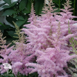 Астильба Арендса Америка