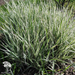 Фалярис тростниковый (канареечник) Дварф Гартерс