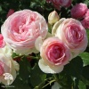 Роза плетистая Эден Роуз 85 фото 1 