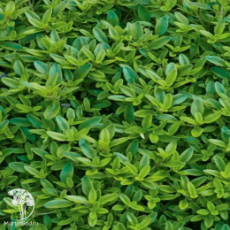 Thymus pulegioides Goldy Тимьян лимоннопахнущий Голди
