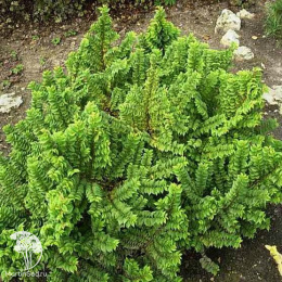 Вяз малый Жаклин Хилье