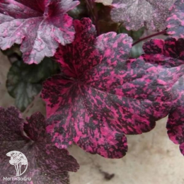 Сверхвыгоный микс! Гейхера Аметист Мист + Гейхера Роуз Селект + Гейхера Шанхай