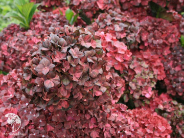 Фото Гортензия крупнолистная Шоколад Эвер Беллс