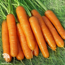 Набор семян Корнеплоды 4 пакета (б\п)