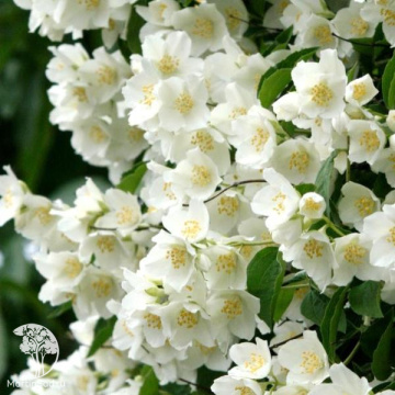 Фото Чубушник гибридный Бейли Карзел