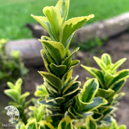 Бересклет японский Голд Рокет