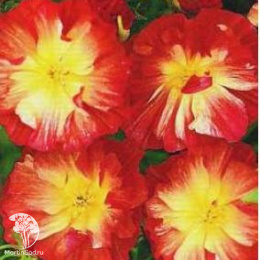 Эшшольция Абрикосовый шелк, махровая