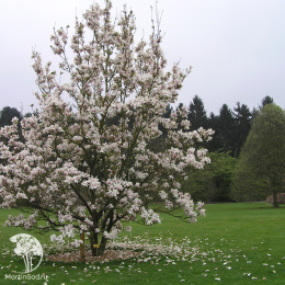 Магнолия суланжа Специоза на штамбе